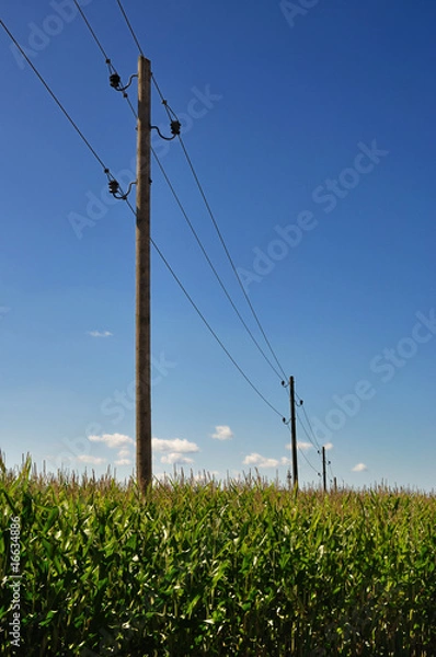 Obraz Alte Strommasten in einem Maisfeld