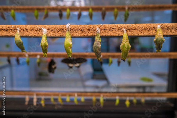 Obraz  Green Chrysalis Hanging in a Row