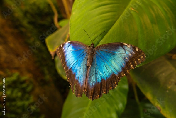 Obraz Blue Morpho Butterfly with Open Wings