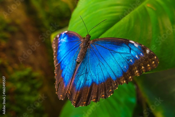 Obraz Blue Morpho Butterfly with Open Wings