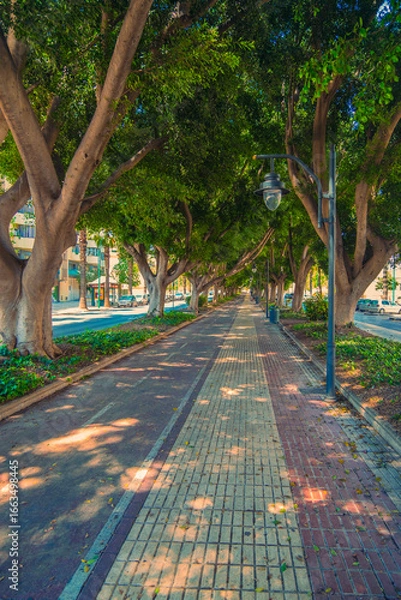 Obraz Shaded Tree-Lined Path in the City