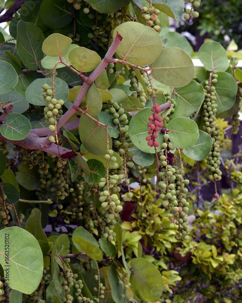 Fototapeta grapes on the vine