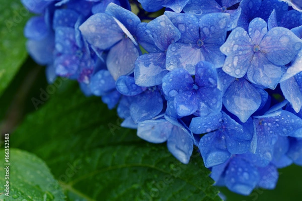 Fototapeta 青い紫陽花vol-2