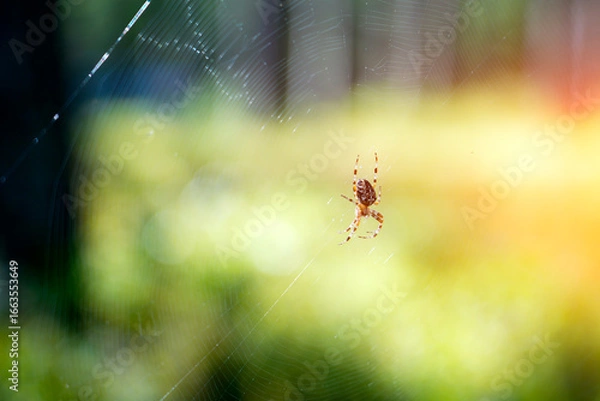 Fototapeta Garden spider spins and rests on its intricate orb web, strung between trees in the forest. The forest serves as a natural backdrop, slightly out of focus