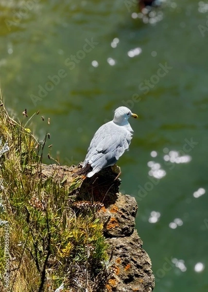 Obraz great crested grebe