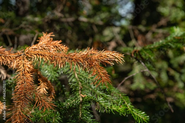 Fototapeta A dried spruce branch with yellowed needles