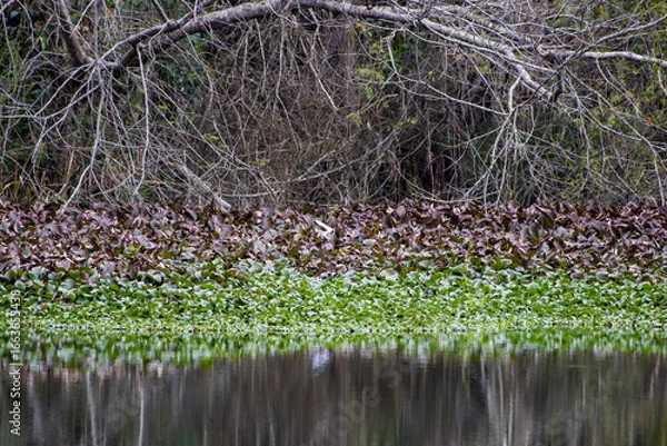 Obraz strip of green and purple aquatic plants on the edge of a lake between a forest of dry-twig trees framed by an arched trunk and the reflections of this vegetation in the still waters