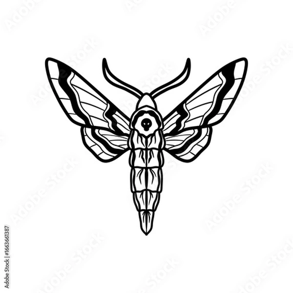 Obraz moth insect line art illustration. moth silhouette line art vector illustration with a white background