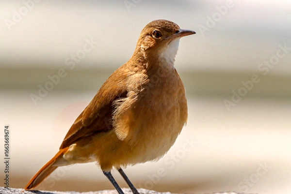 Fototapeta Rio de Janeiro, RJ, Brazil, 08/22/2025 - João-de-barro, rufous hornero, red ovenbird perched on a rock at Quinta da Boa Vista, in the São Cristóvão neighborhood