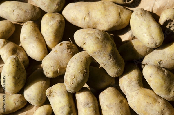 Obraz potatos 