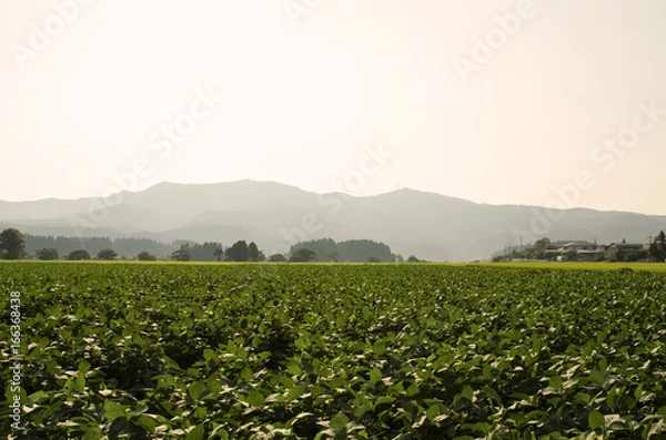 Obraz sprawling field 