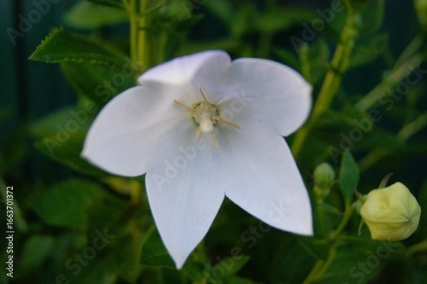 Fototapeta Platycodon grandiflorus, also known as balloon flower