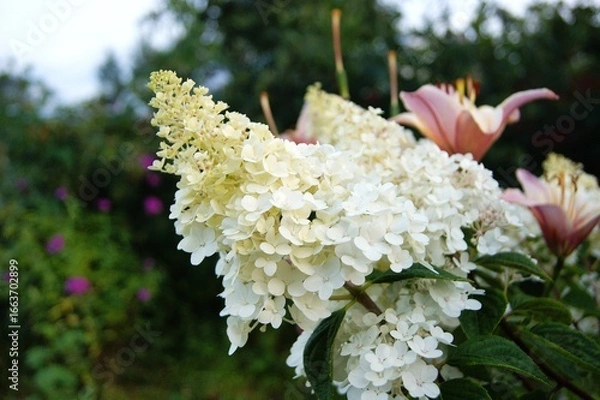 Fototapeta Hydrangea paniculata, horizontal photo