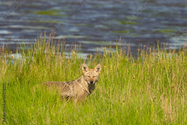 Obraz Wild Coyote Surveys Marsh in Edmonds Washington
