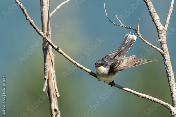 Fototapeta Eastern Kingbird Prepares to Take Off Toward Insect Prey