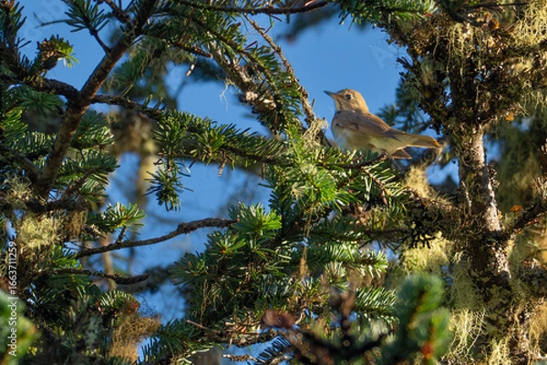 Fototapeta Swainson's Thrush Rests Between Songs