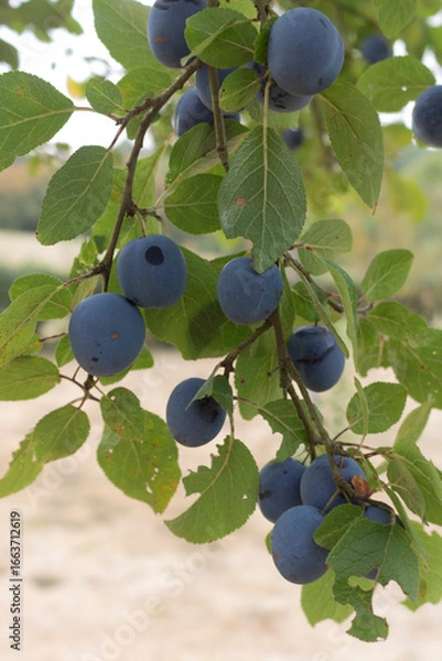 Obraz The plums on a branch