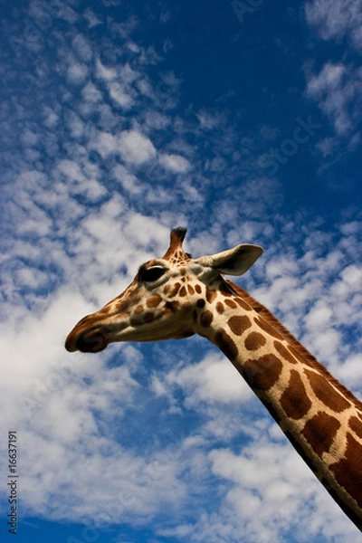 Obraz Giraffe