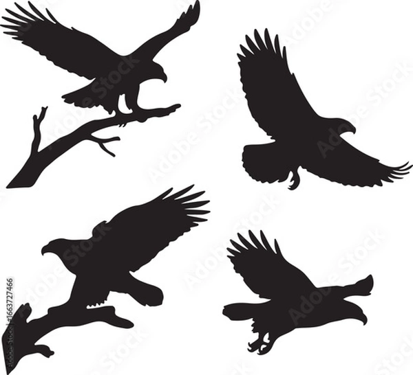 Obraz Black eagles in flight and perched hawk bird