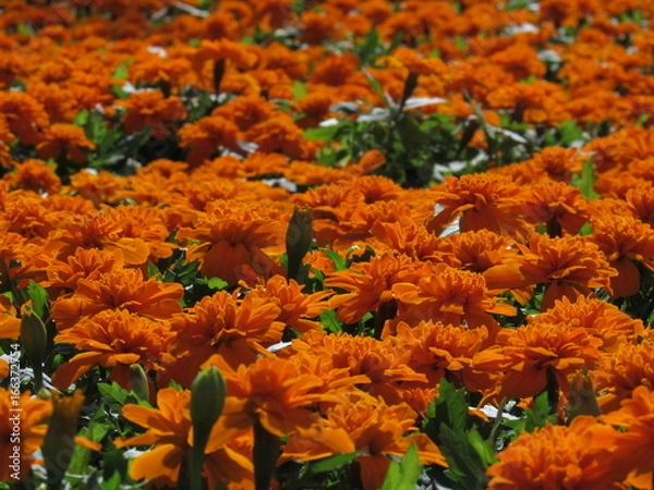Obraz marigold flowers