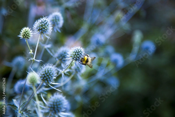 Fototapeta Pollination - A bee impulses flowers.
