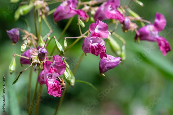 Fototapeta Drüsiges Springkraut