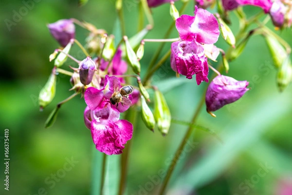 Fototapeta Drüsiges Springkraut