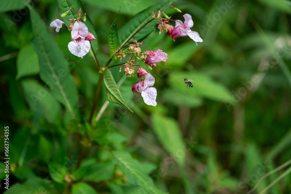 Fototapeta Drüsiges Springkraut