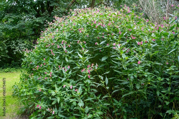 Fototapeta Drüsiges Springkraut