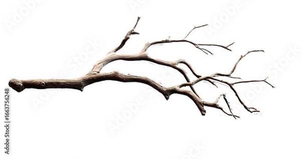 Fototapeta Dry branch of a tree isolated on transparent background
