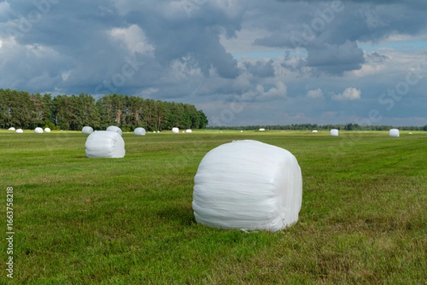 Fototapeta Rolled hay bales taped with a plastic film. stored on a field.
