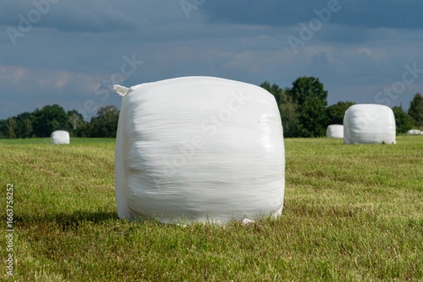 Obraz Rolled hay bales taped with a plastic film.