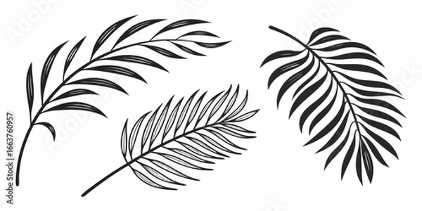 Fototapeta Black and White Palm Frond Illustrations