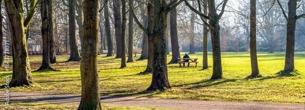 Fototapeta January sunlight filters through tall trees, casting long shadows across a grassy park with benches.