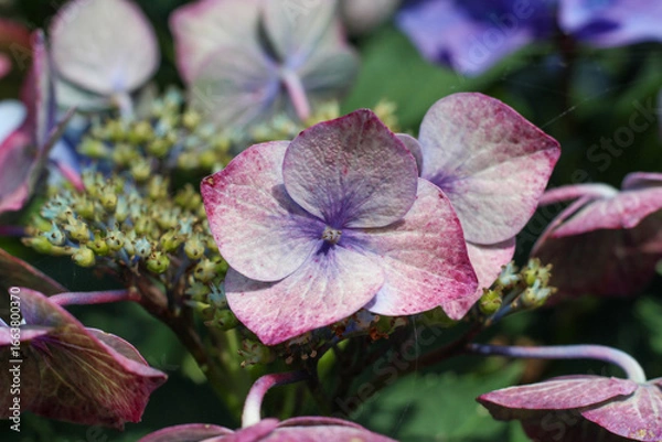 Obraz The coloring of the hydrangea