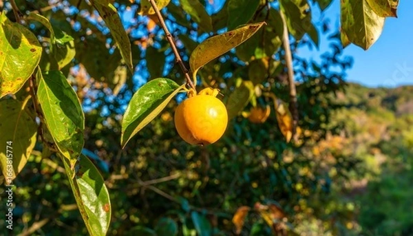 Fototapeta Vibrant yellow persimmon fruit hangs from a leafy branch against a backdrop of lush greenery and a hazy mountain range.