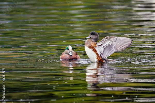 Fototapeta 2023-12-31 A DUCK RAISED UP IN A LAKE FLAPPING ITS WINGS SPLASHING WATER WITH ANOTHER DUCK LOOKING ON AT A CITY PARK LAKE IN MEDINA WASHINGTON