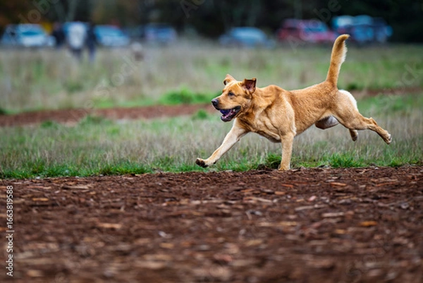 Fototapeta 2024-11-03 A TAN COLORED DOG RUNNING ACROSS A OPEN FIELD WITH A INTENSE LOOK AND THREE FEET OFF THE GROUND AT TH EOFF LEASH DOG AREA AT MARYMOOR PARK IN REDMOND WASHINGTON