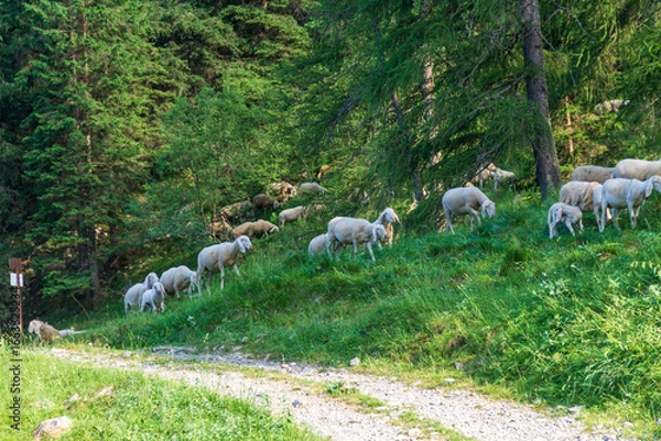 Obraz Sheep in the meadow