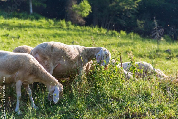 Obraz Sheep in the meadow