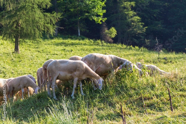 Obraz Sheep in the meadow