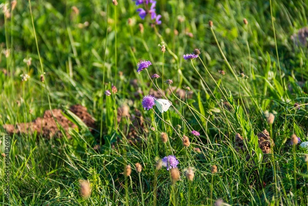 Obraz Butterfly on flower