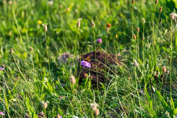 Obraz grass and flowers