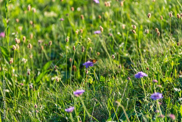 Obraz Butterfly on flower
