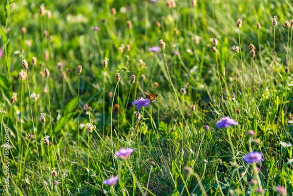 Obraz Butterfly on flower