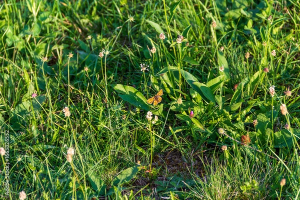 Obraz Butterfly on flower