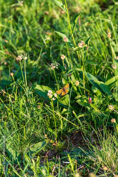 Obraz Butterfly on flower