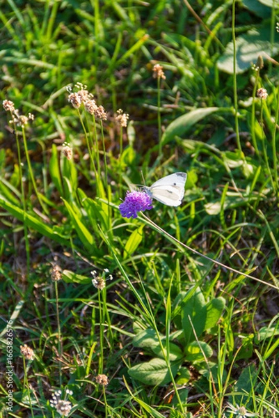 Obraz Butterfly on flower