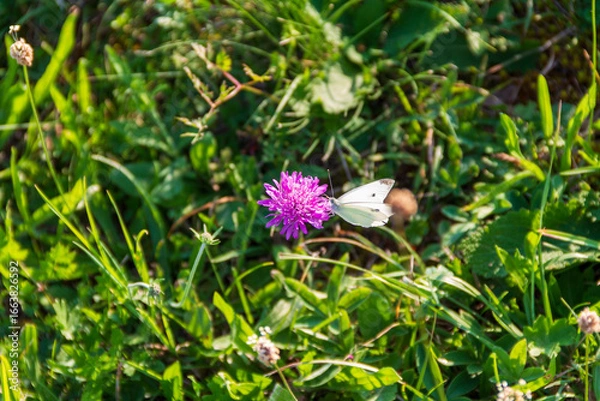Obraz Butterfly on flower