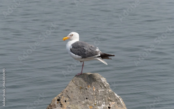 Fototapeta Gull On Rock